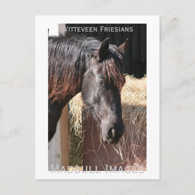 Friesian Mare Postcard (Front)