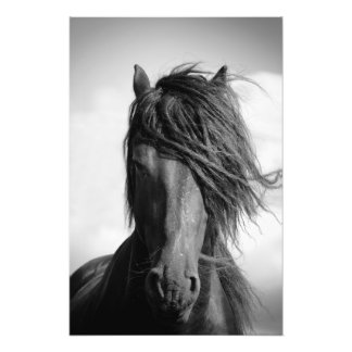 Friesian stallion in the wind. photo print