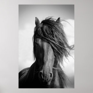 Friesian stallion in the wind. poster