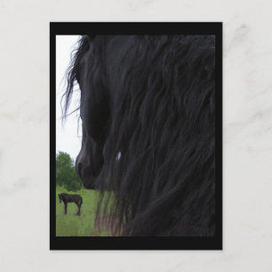 Friesian View Postcards