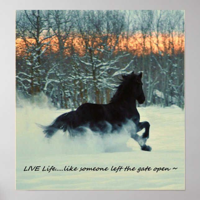 Friesian Winter Frolic Poster (Front)