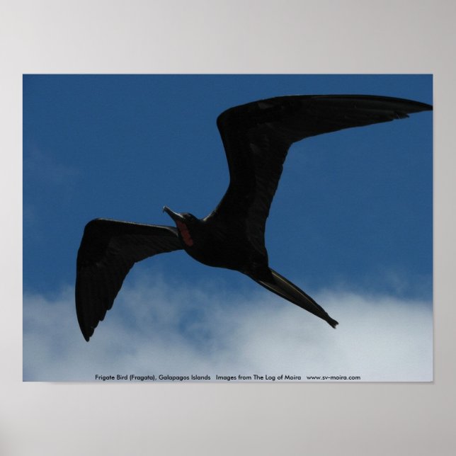 Frigate Bird (Fragata), Galapagos Islands 1 Poster (Front)