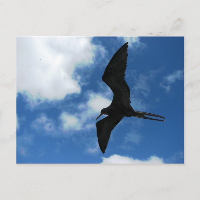 Frigate Bird (Fragata), Galapagos Postcard (Front)