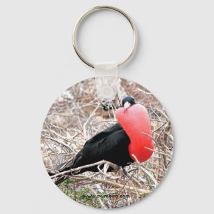 Frigate Bird (Fragata) in Mating Display Galapagos Keychain