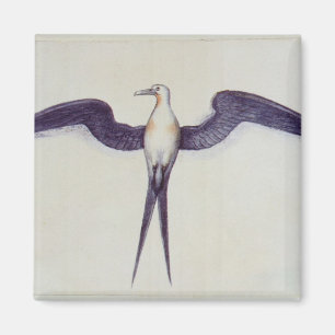 Frigate Bird Magnet