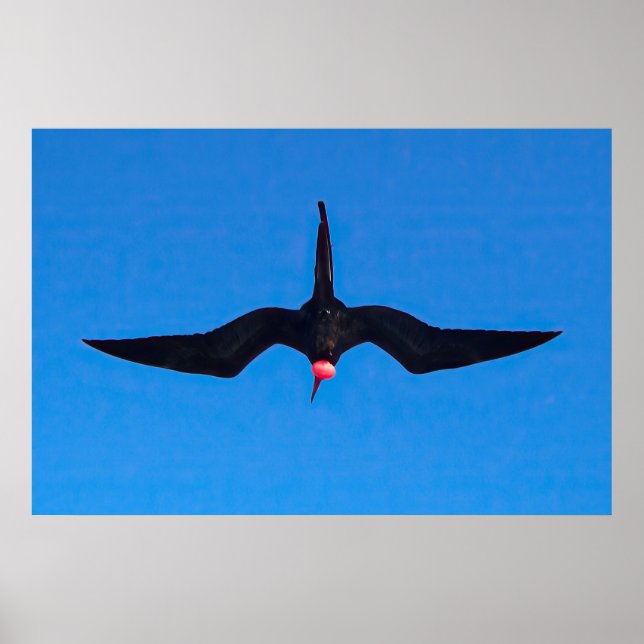 Frigatebird from Below Poster (Front)
