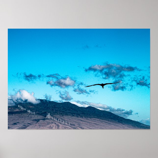 Frigatebird soaring above the Maui ocean poster (Front)
