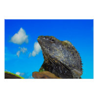 Frill necked Lizard