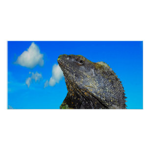 Frill necked Lizard Poster