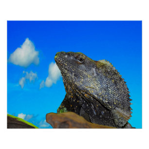 Frill necked Lizard Poster