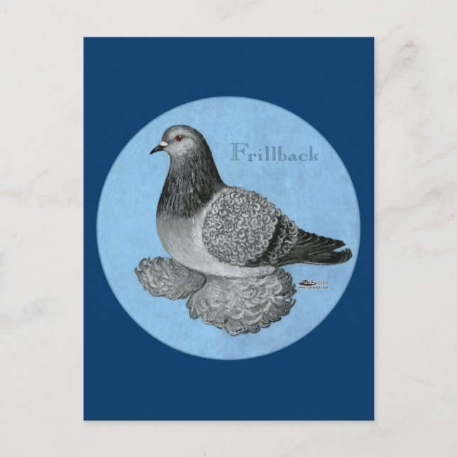 Frillback Blue Grizzle Pigeon Postcard (Front)