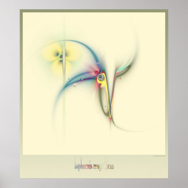 frilled coquette poster (Front)