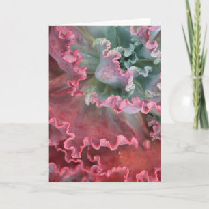 Frilled echeveria card