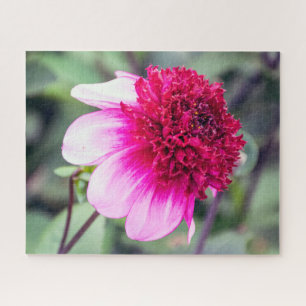 Frilly Pink and Magenta Two-Toned Dahlia Jigsaw Puzzle