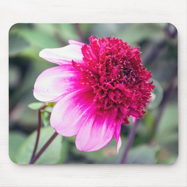 Frilly Pink and Magenta Two-Toned Dahlia  Mouse Pad (Front)