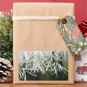 Fringe tree (Chionanthus virginicus) Sticker