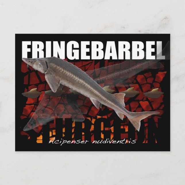 Fringebarbel-Ship Sturgeon Postcard (Front)