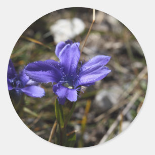 Fringed Gentian Classic Round Sticker