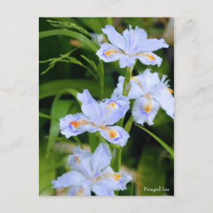 Fringed Iris [Postcard] Postcard