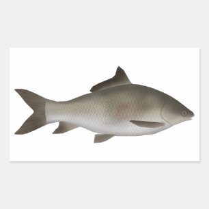 Fringed-lipped Peninsula Carp Sticker