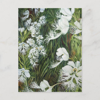 Fringed Prairie Orchids Postcard