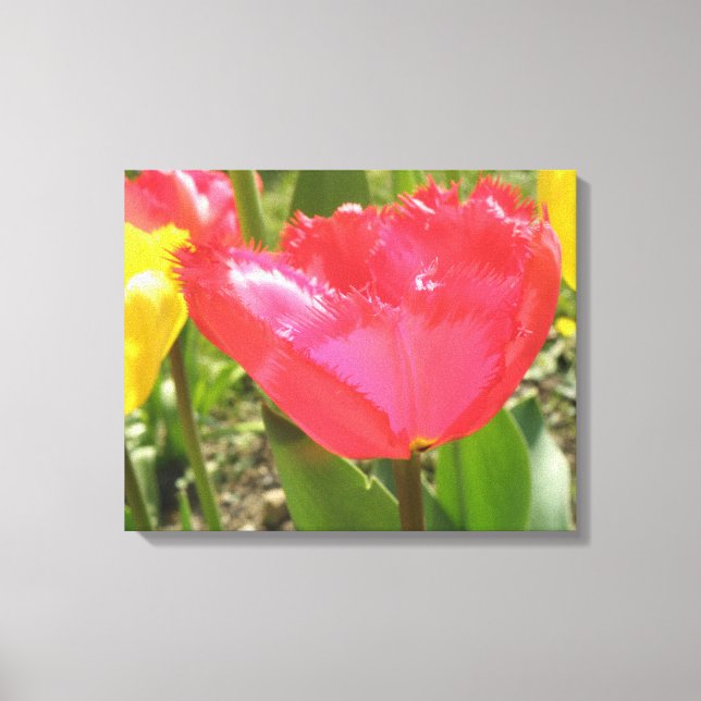 Fringed Tulips Canvas Print (Front)