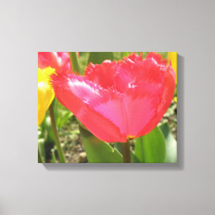 Fringed Tulips Canvas Print
