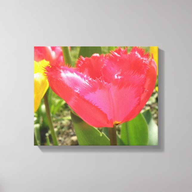 Fringed Tulips Canvas Print (Front)
