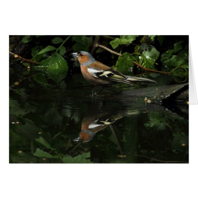Fringilla coelebs (Front Horizontal)