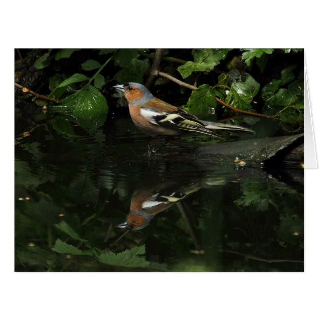 Fringilla coelebs (Devant horizontal)