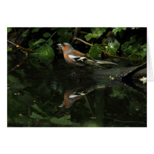 Fringilla coelebs