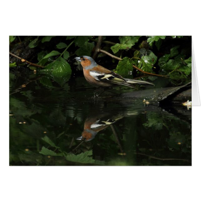 Fringilla coelebs (Front Horizontal)