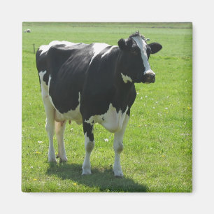 Frisian cow in green meadow Fridge Magnet