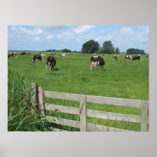 Frisian Holstein Cattle Dairy Cows Photo Poster