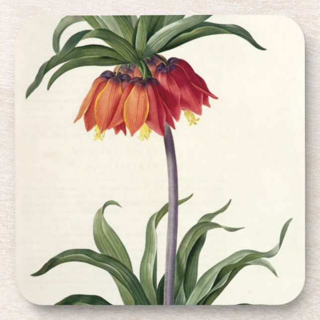 Fritillaria Imperialis from, `Les Lilacees', 1802- Coaster (Front)