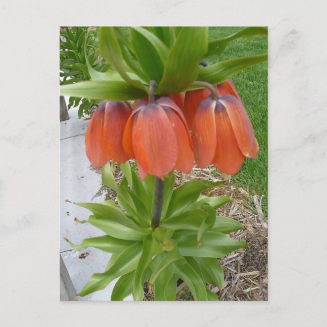 Fritillaria Imperialis Orange Fleurs Carte Postale (Devant)