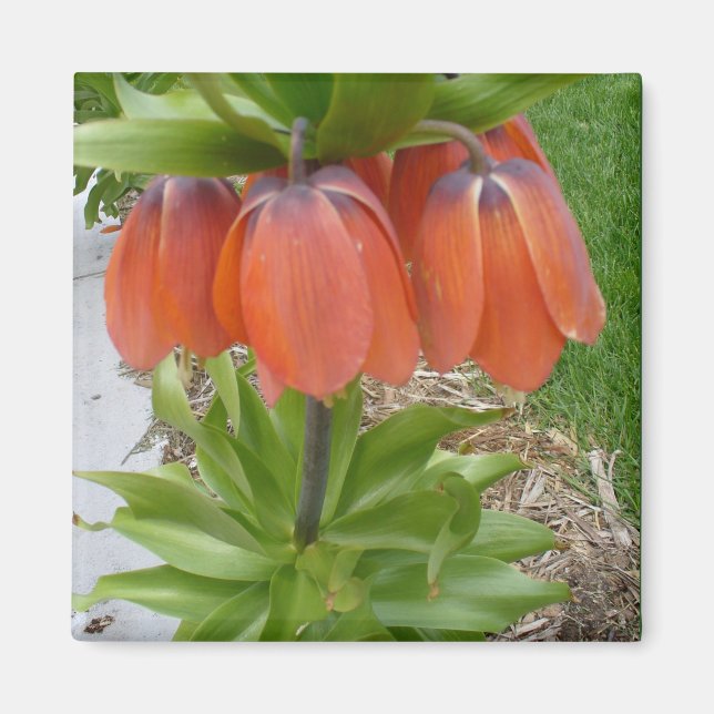 Fritillaria Imperialis Orange Flowers Magnet (Front)