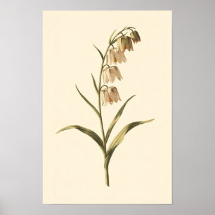 Fritillary Botanical Study 12 × 18 Poster