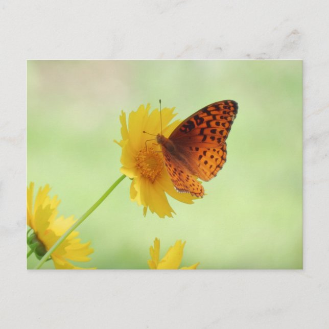 Fritillary Fun - Butterfly Postcard (Front)