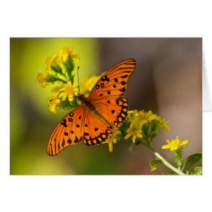 Fritillary Gulf Butterfly Gifts and Apparel