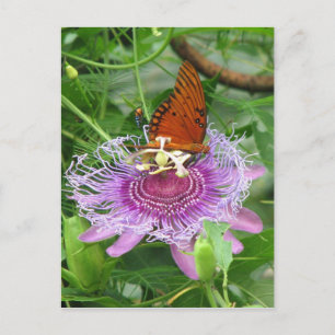 Fritillary & Passion Vine Postcard