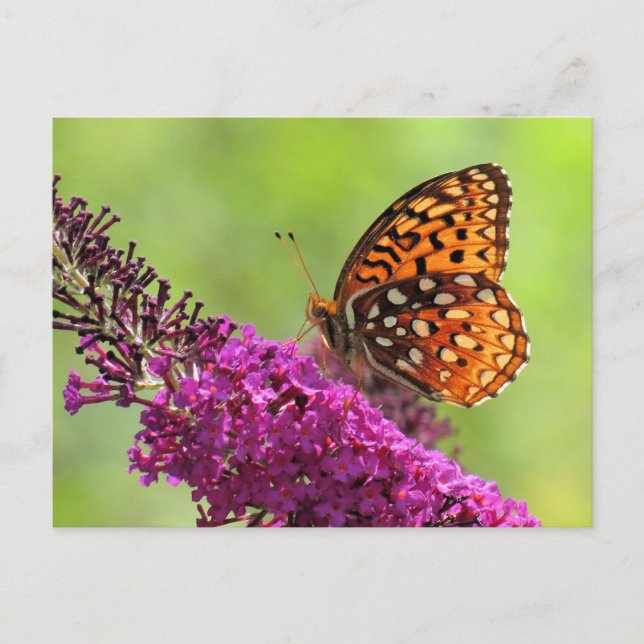 Fritillary World - Butterfly Postcard (Front)