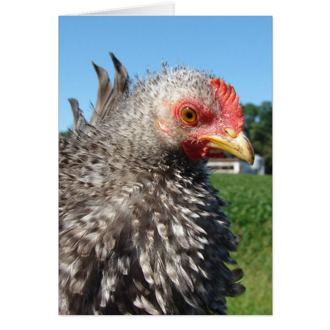Frizzle barrée (Devant)