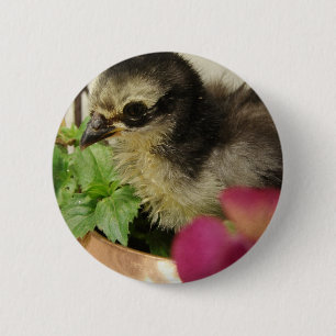 Frizzle Chick in Flowers 2 Inch Round Button