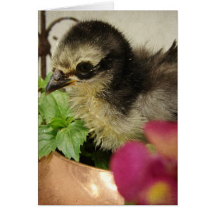 Frizzle Chick Toutes les occasions Cartes de voeux