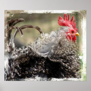 Frizzle Rooster Poster