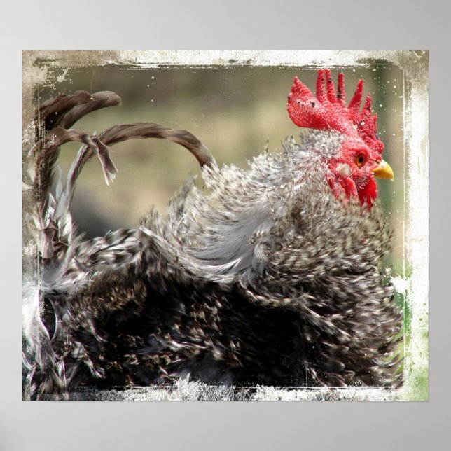 Frizzle Rooster Poster (Front)
