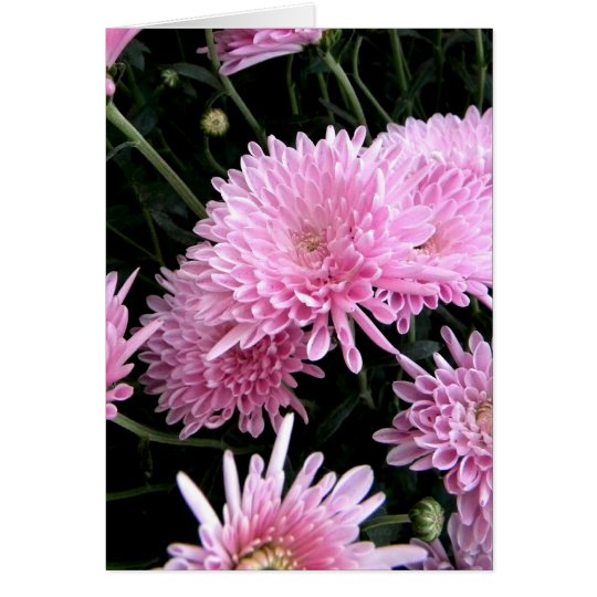 Frizzly Pink Card
