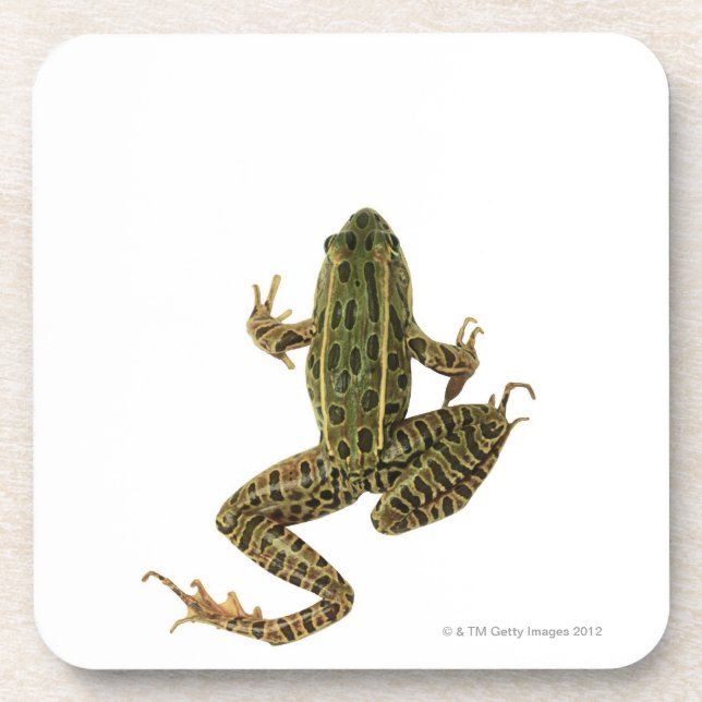 Frog 2 coaster (Front)