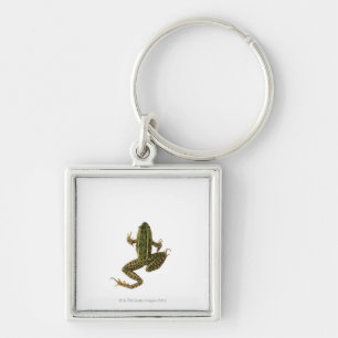 Frog 2 keychain